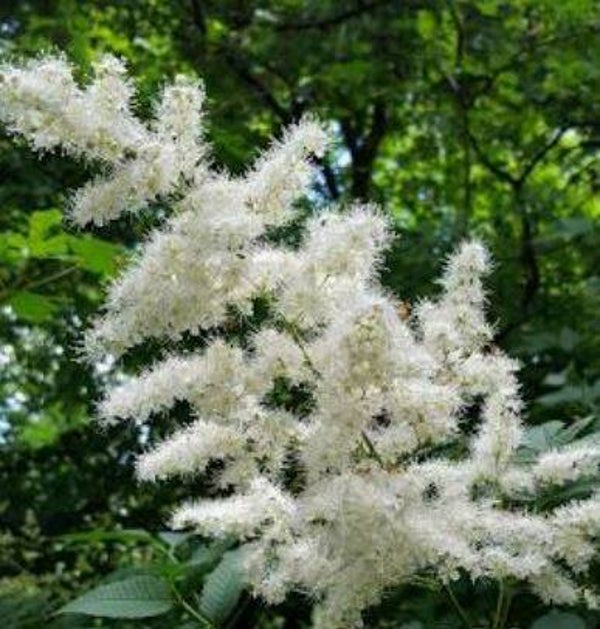 Sorbaria sorbifolia - Lijsterbesspirea (5-10)