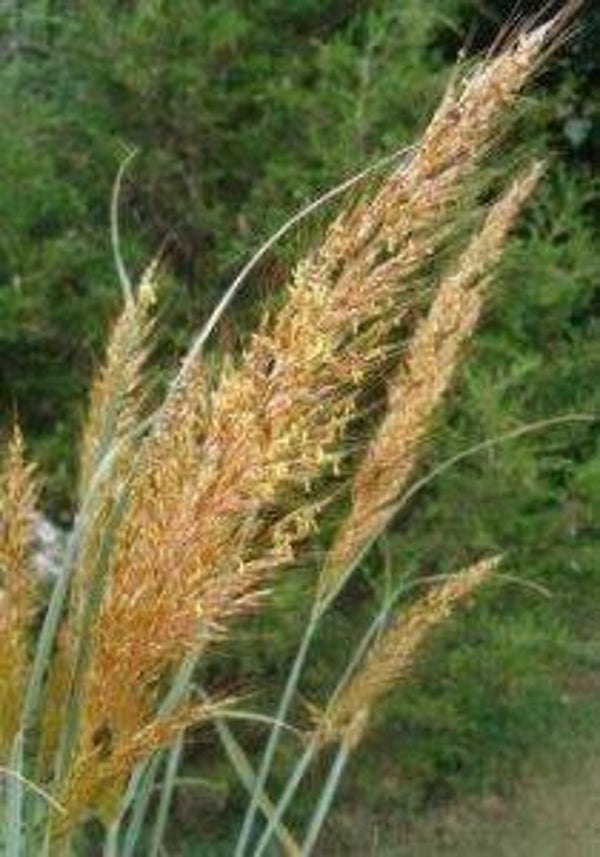 Sorghastrum nutans - Goudbaardgras (10)