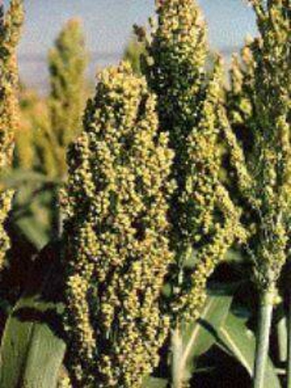 Sorghum bicolor - Sudangras (15)