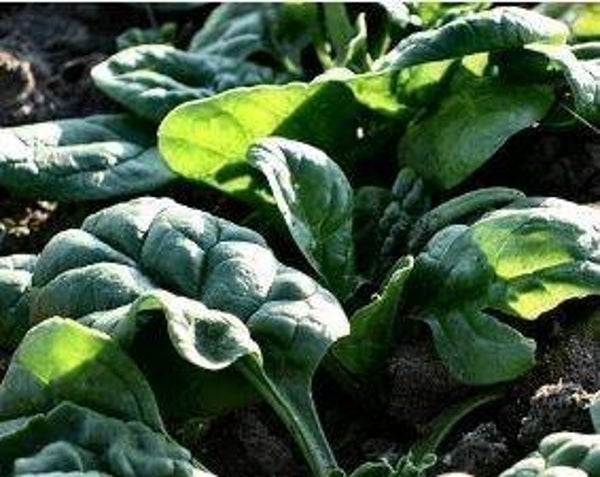 Spinacia oleracea - Zomerspinazie (30)