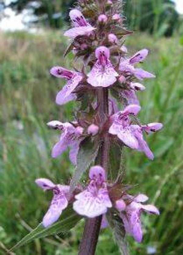 Stachys palustris - Moerasandoorn (15)