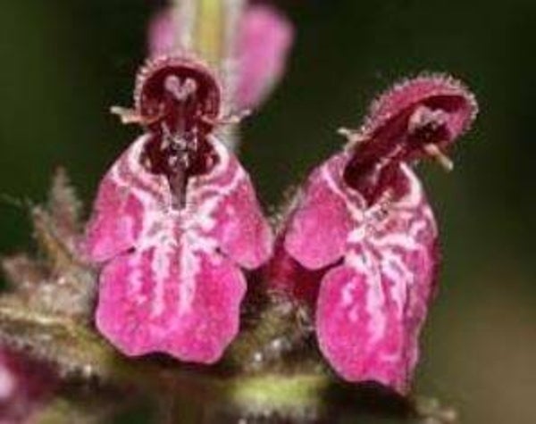 Stachys sylvatica - Bos-andoorn (5)