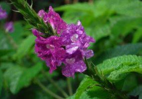 Stachytarpheta frantzii - Valse Verbena (25)
