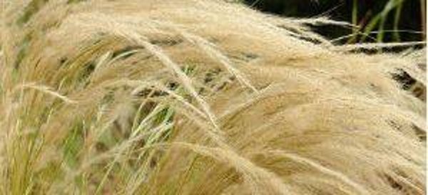 Stipa ichu - Vedergras (20)