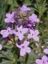 Hesperis steveniana - Russische damastbloem (15)