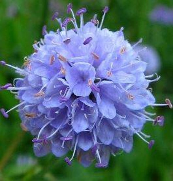 Succisella inflexa (10-15)