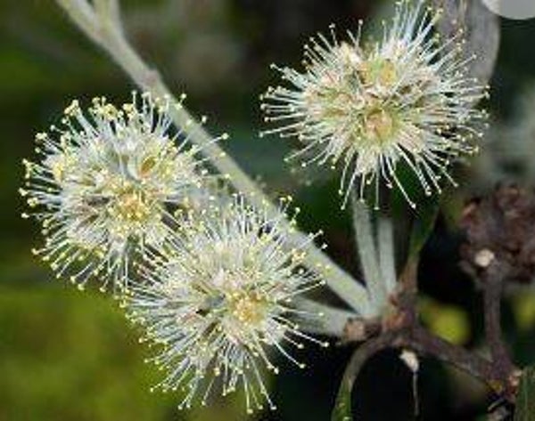 Syncarpia glomulifera