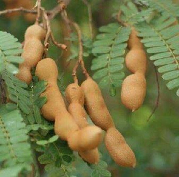 Tamarindus indica - Tamarinde (5-10)