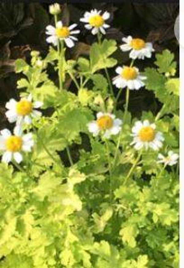 Tanacetum parthenium Aureum - Moederkruid (20+)