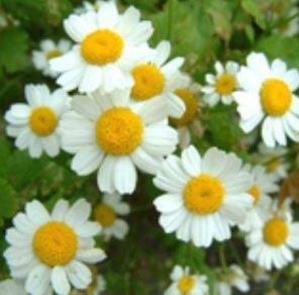 Tanacetum parthenium - Moederkruid (25)