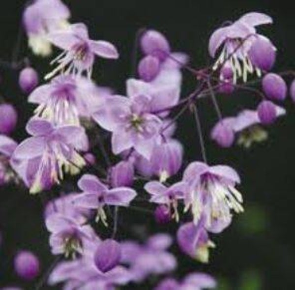 Thalyctrum delavayi - Chinese Ruit (10-15)