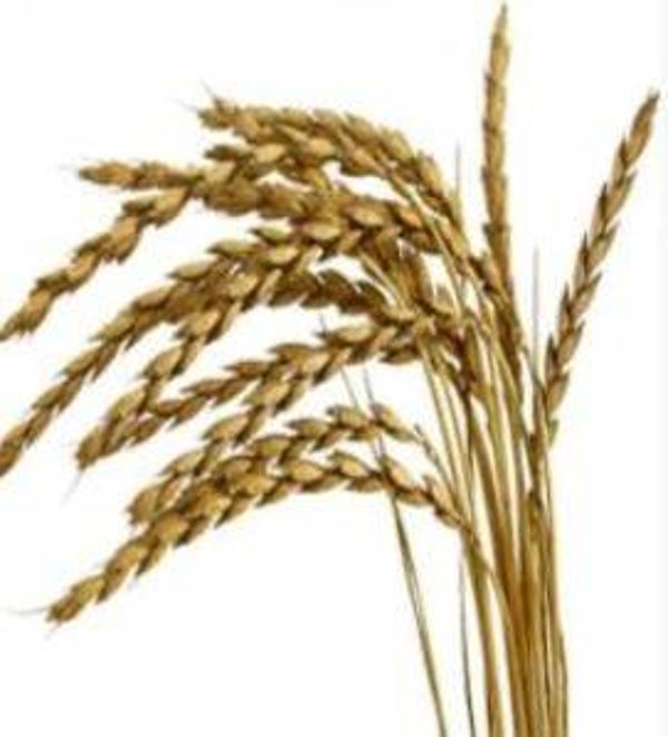 Triticum spelta - Spelt (30+)