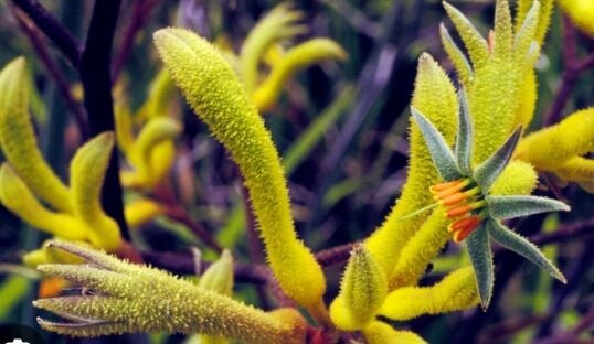 Anigozanthos flavidus - Kangarioepootje (1-5)