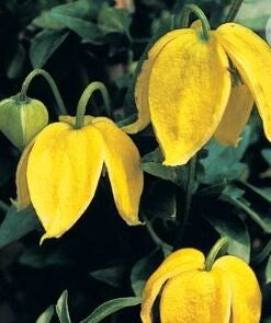 Clematis tangutica - Bosrank (15)