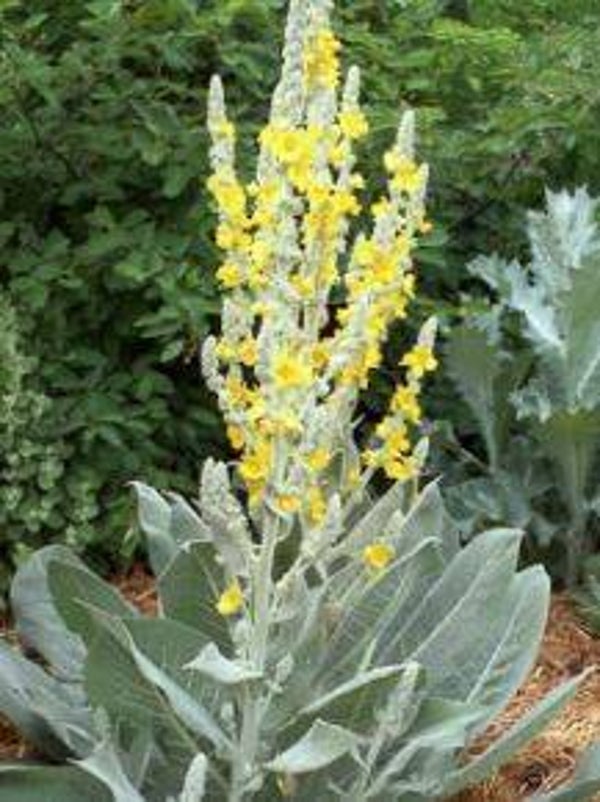 Verbascum olympicum - Griekse Toorts (20+)