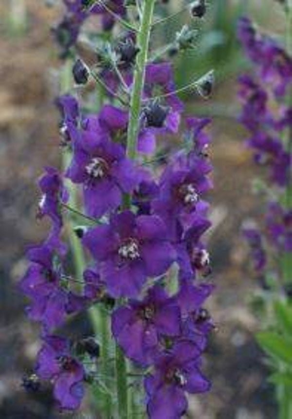 Verbascum phoeniceum - Paarse toorts (15)