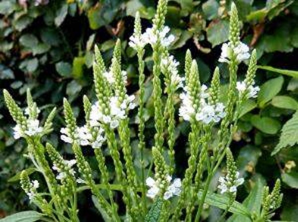 Verbena hastata alba - IJzerhard (10-15)