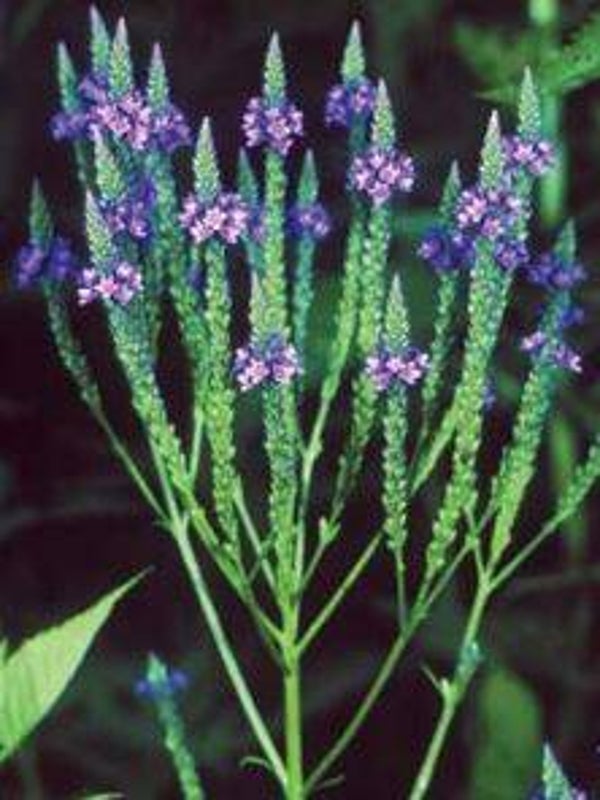 Verbena hastata - Gewone IJzerhard (15)