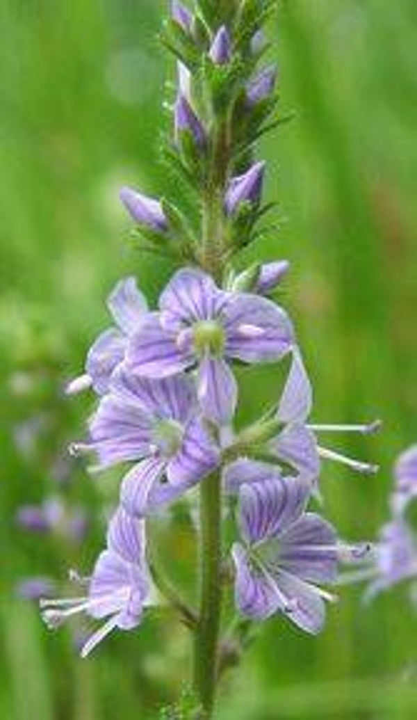 Veronica officinalis - mannetjes-ereprijs (10-15)