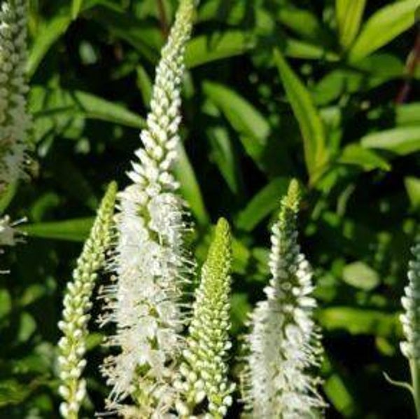 Veronica spicata alba - Aar-Ereprijs (15+)
