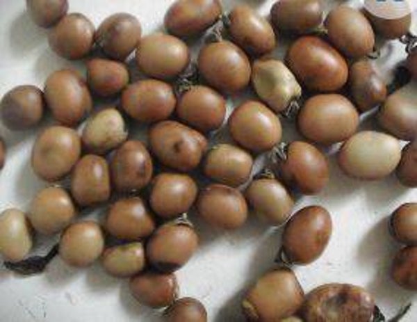 Vicia faba - Duivenboon (10-15)