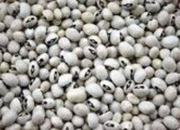 Vigna unguiculata - Zwartoog-boontje (25)