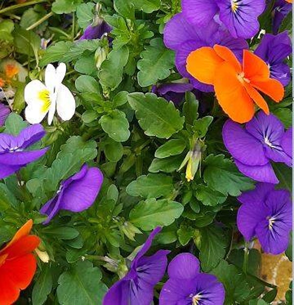 Viola “Carnival mix” (15)