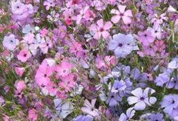 Viscaria oculata (25+)