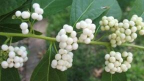 Callicarpa dichotoma var. albifructa (10)