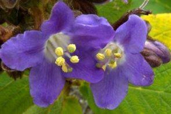 Wigandia urens var. caracasana (5-10)