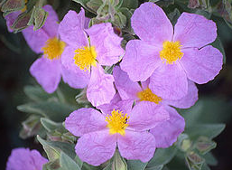 Cistus albidus - Cistusroos (5-10)