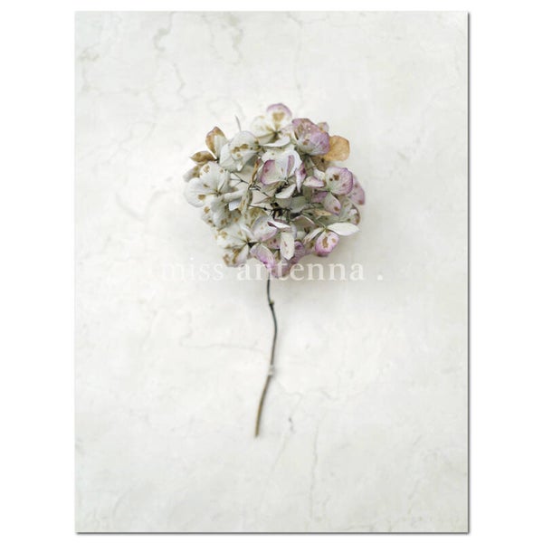 Art print 'Hortensia'
