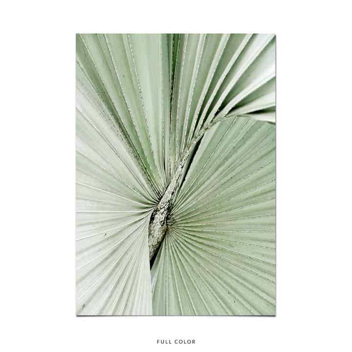 Palm