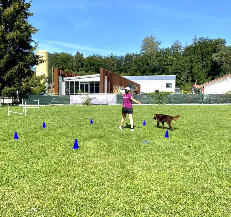 Hundetraining auf dem Hundeplatz