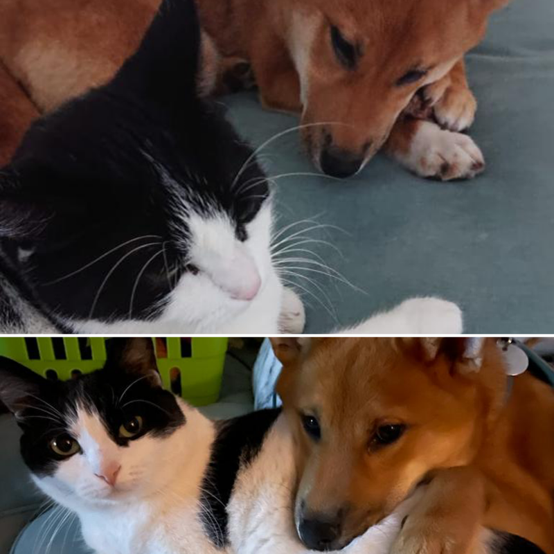 Hund und Katze zusammenführen