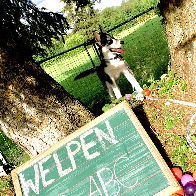 Welpenstunde, Hundetraining Landsberg
