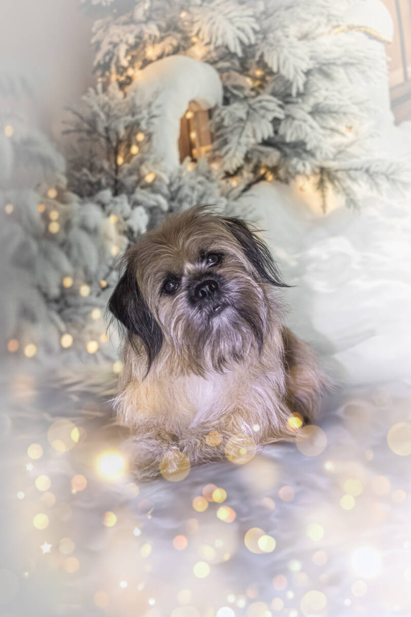 Photographe poitiers photo poitiers séance photo poitiers