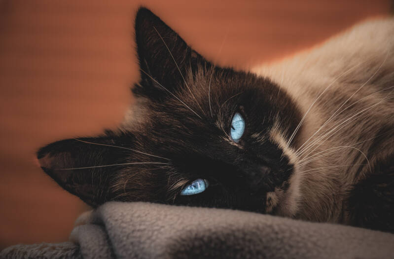 Photographe animalier à Poitiers, Séance photo animaux Poitiers, Photographie animalière Poitiers, Portrait animalier Poitiers, Photographe chiens Poitiers, Photographe chats Poitiers, Séance photo animaux de compagnie