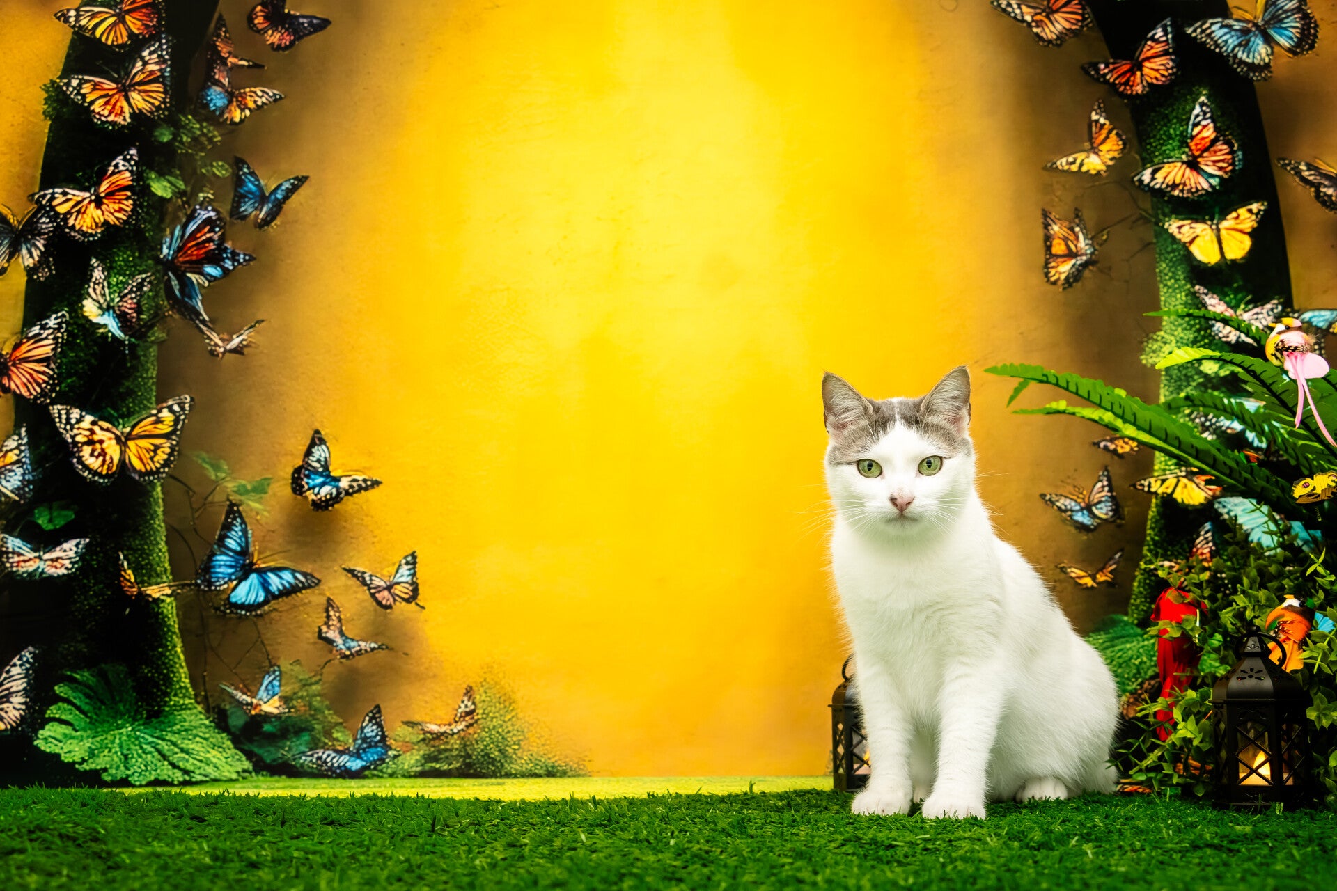 Photo de chats à Poitiers 