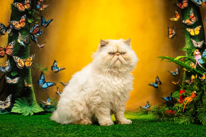 Photo chats Poitiers 