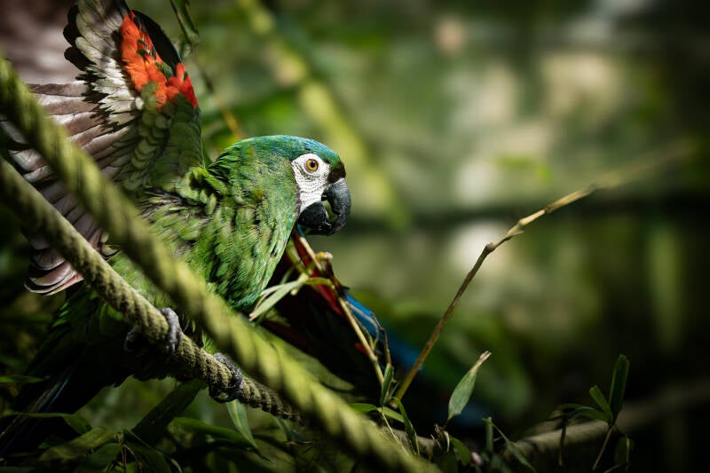 Photo animalière poitiers photo animal Poitiers  photographe animalier poitiers photo chat Poitiers photo chien Poitiers photo cheval Poitiers photo cavalier Poitiers shooting équin Poitiers photo animaux Poitiers 