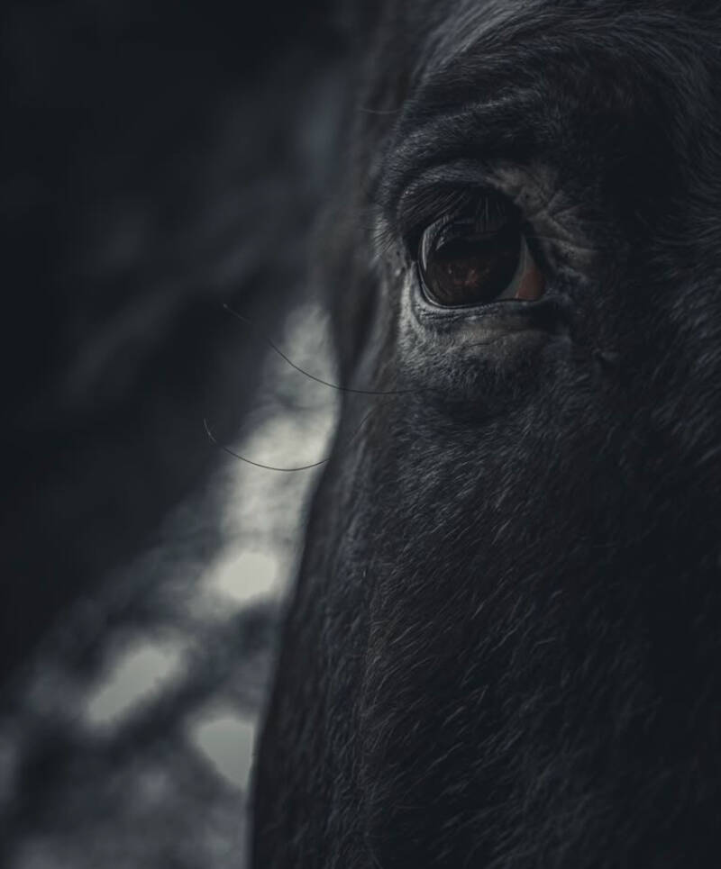 Photo cheval poitiers cavalier photo Poitiers photo équine Poitiers équin Poitiers shooting photo cheval Poitiers photographe Poitiers 