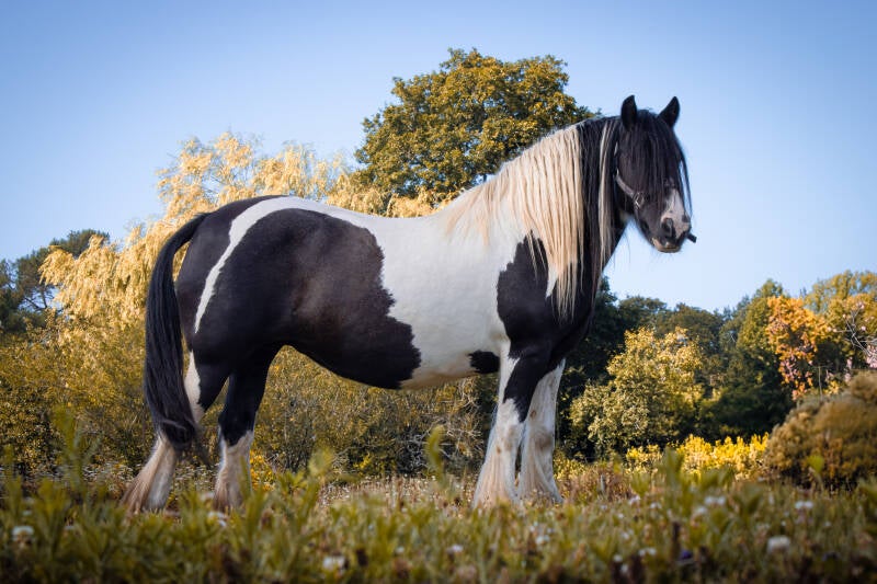 Photo cheval poitiers cavalier photo Poitiers photo équine Poitiers équin Poitiers shooting photo cheval Poitiers photographe Poitiers 