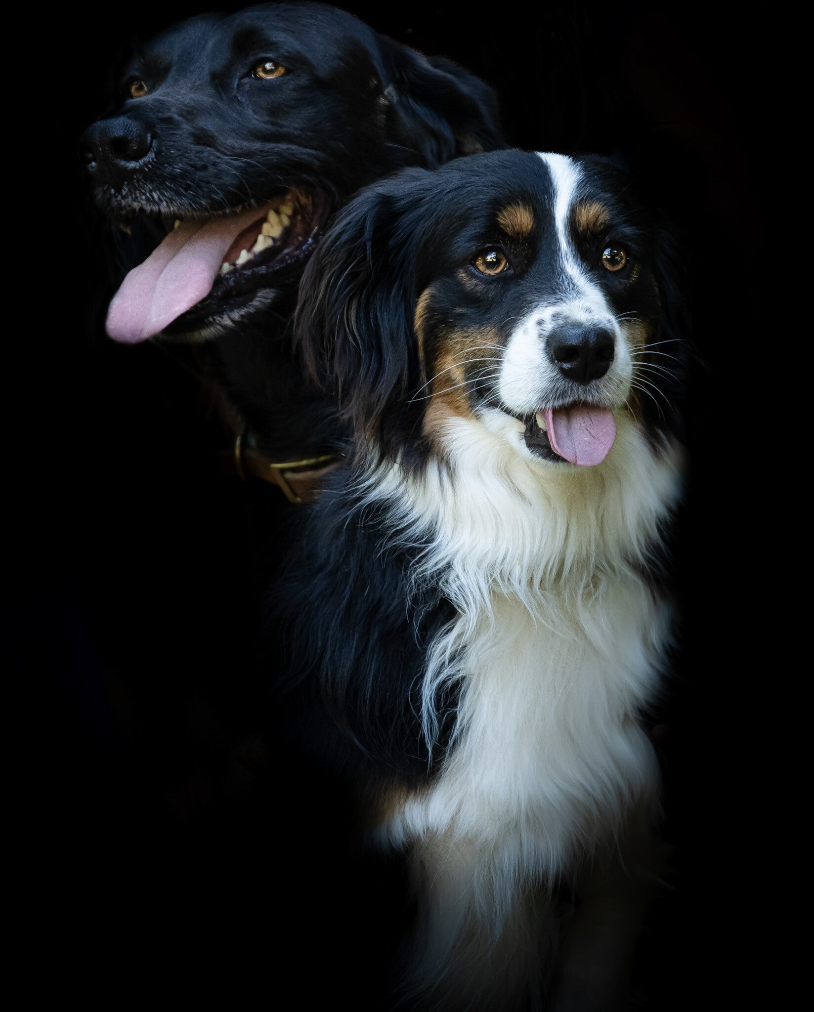 Photographie chien animalier à Poitiers - séance photo complice 