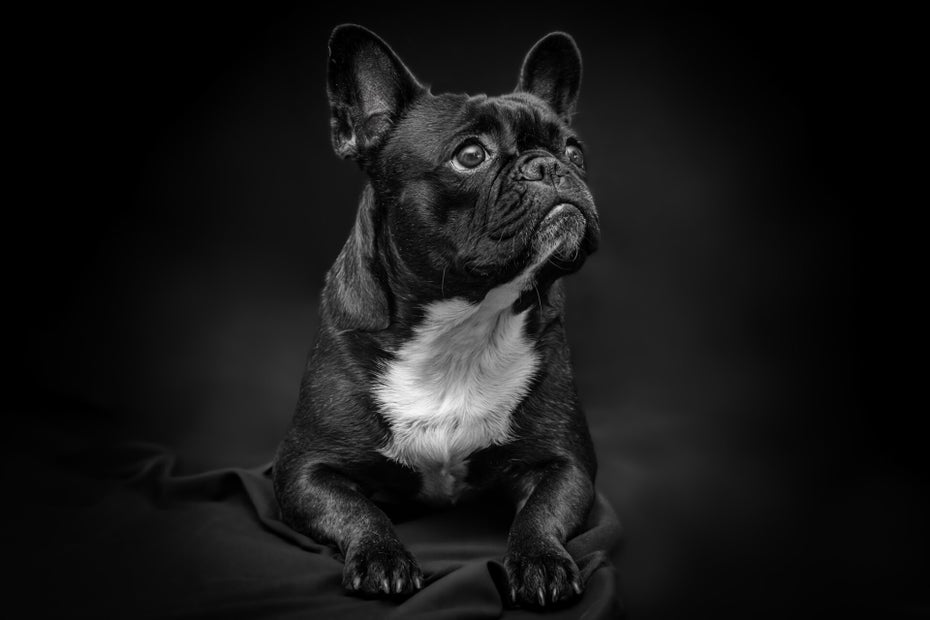 Photographie animalière à Niort en studio