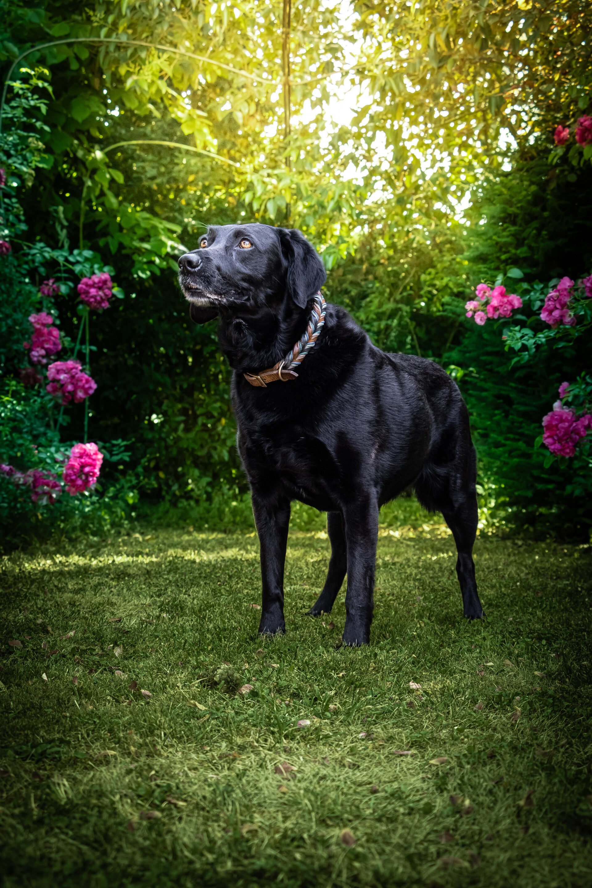 Photo animalière à Poitiers chien 