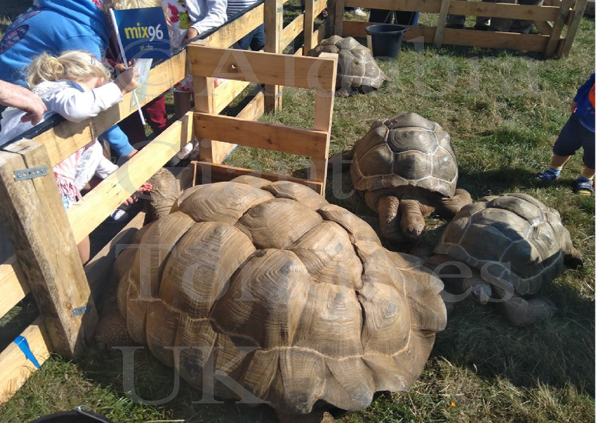 Can The Tortoises Attend My Show Please? | Aldabra Giant Tortoises UK