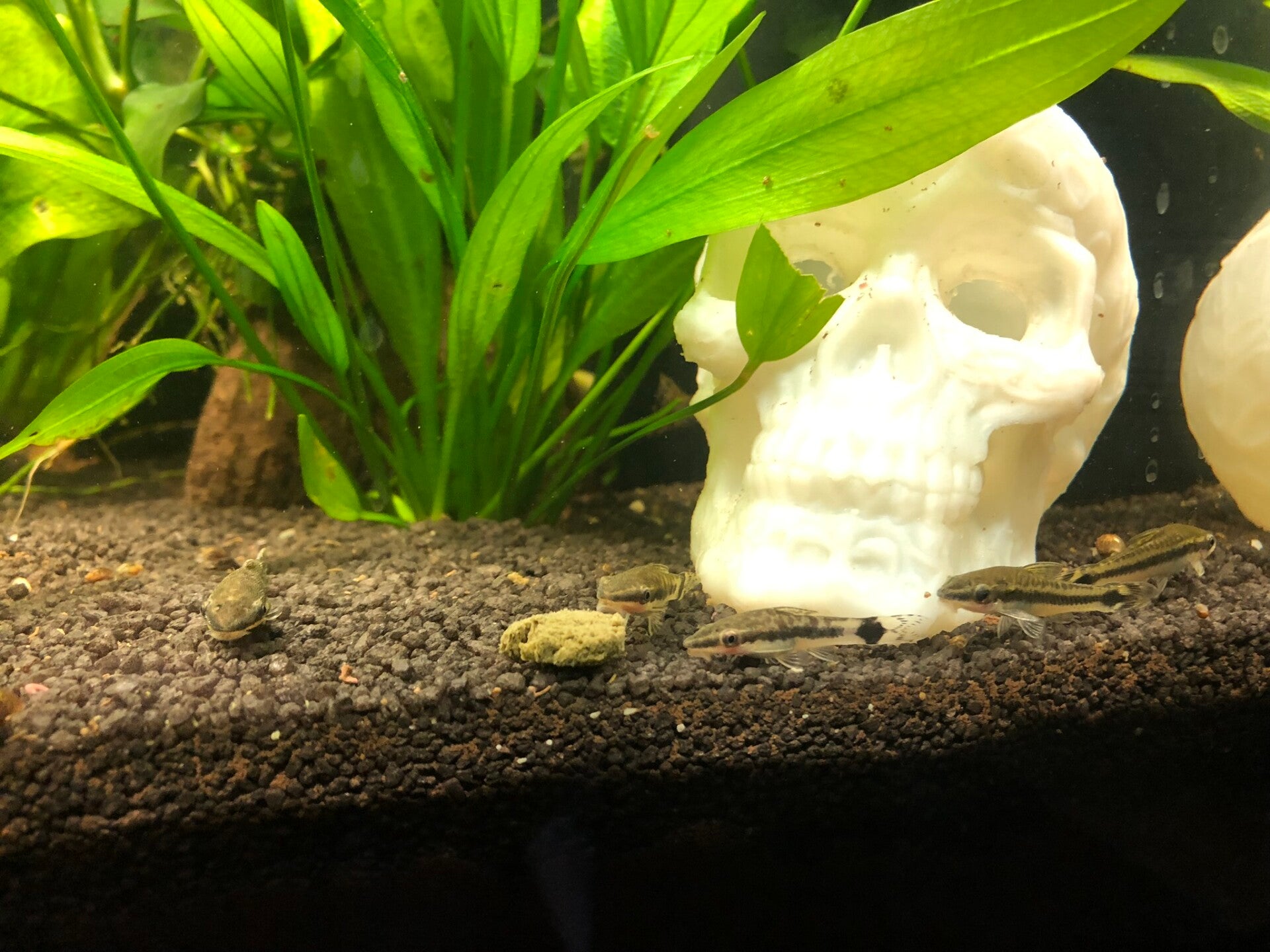 Aquarium Deko
