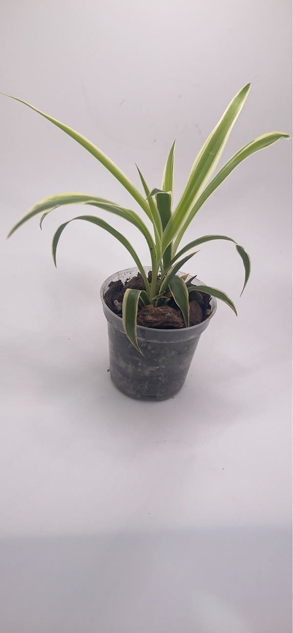 Spider Plant