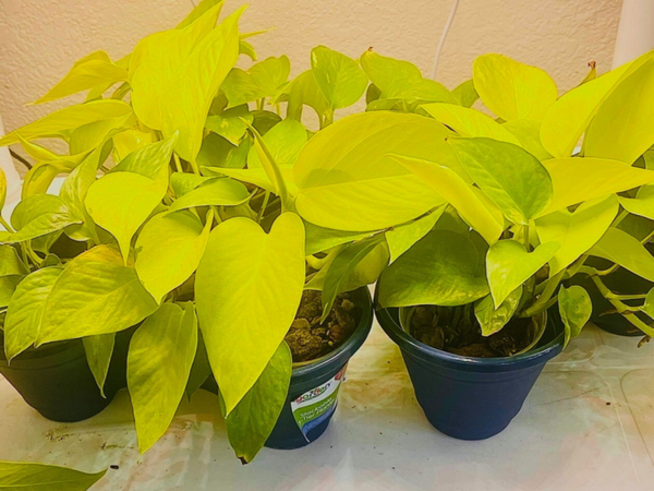 Neon Pothos